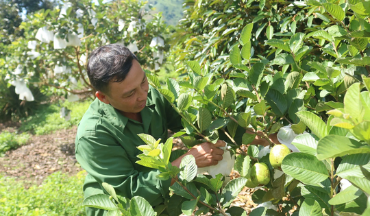 Chăm chỉ trồng 8 loại cây quen thuộc, anh nông dân Kon Tum thu hơn 1,5 tỷ đồng/năm