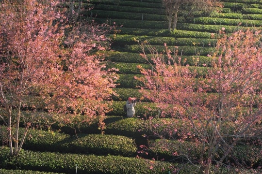 Khách Việt chọn Đà Lạt nhiều nhất dịp Tết Nguyên Đán