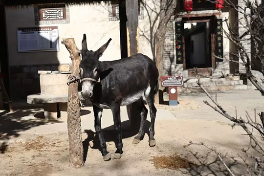 Làng cổ thành phim trường, vật nuôi có cát-xê