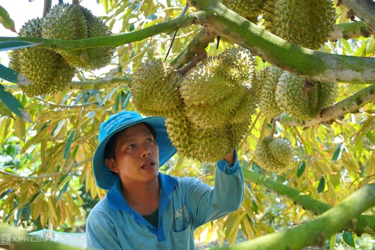 Kim ngạch xuất khẩu sầu riêng cao kỷ lục