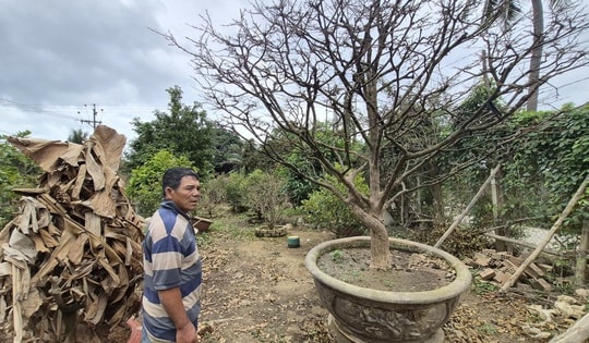 Nhà vườn Khánh Hòa lao đao trước thời điểm “ăn nên làm ra”