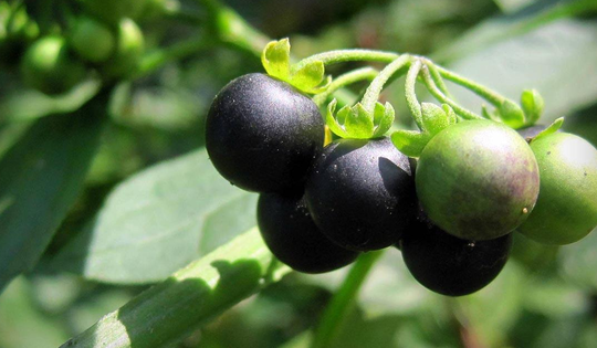 Loại quả dại xưa rụng thối gốc không ai "ngó" nay có giá gần 1 triệu/kg vẫn có người mua