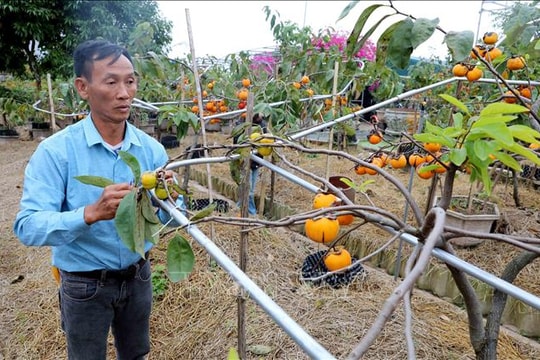Tiên phong ‘chinh phục’ giống hồng cổ ở vùng ven biển