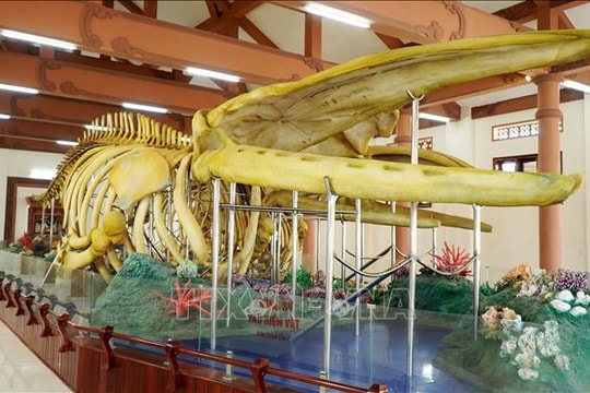 Cần có phương án khắc phục phần hư hỏng ở bộ xương Cá Ông Lăng Tân (Lý Sơn)