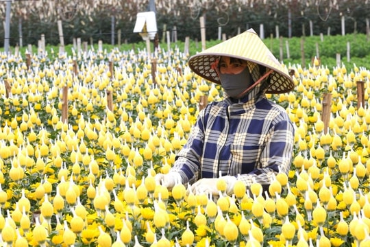 Niềm vui nơi người dân nín thở mong trời lạnh giá