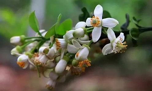 Những nguyên tắc dâng hoa cúng cần biết