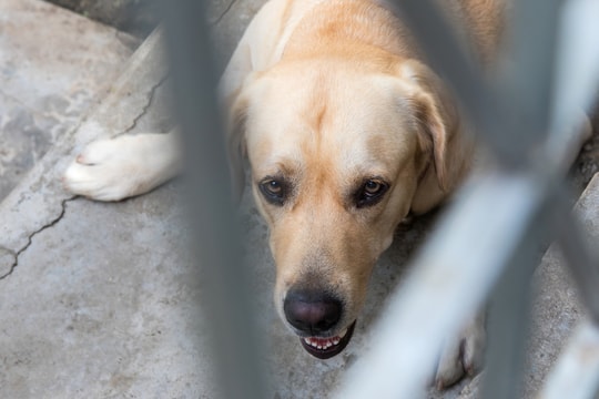 Những hành vi khiến thú cưng tấn công chủ nuôi