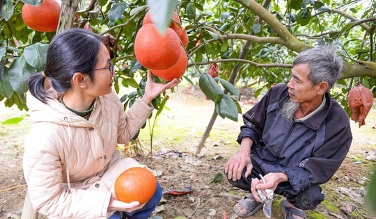 VIDEO: Nông dân 1 xã ở Thanh Hóa kiếm hàng tỉ đồng từ bưởi tiến vua "đỏ từ trong ra ngoài"