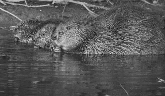 Loài vật quý hiếm bậc nhất hành tinh, tuyệt chủng 400 năm bất ngờ "tái xuất"