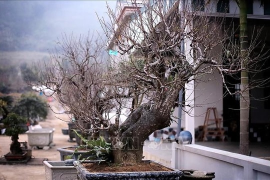Đào thế cổ Đà Bắc hút khách dịp Tết Bính Ngọ