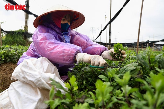 Giá rét bao trùm, nông dân Hà Nội gồng mình chăm hoa Tết