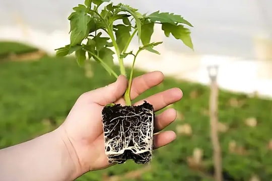 Quy định chặt chẽ việc nhập khẩu cây mang theo bầu đất