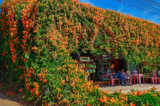 Choáng ngợp với căn nhà phủ kín hoa xác pháo ở Lâm Đồng