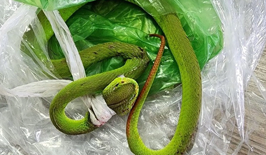 Đi làm rẫy, nam thanh niên 19 tuổi bị con vật quen thuộc đuôi đỏ cắn nguy hiểm