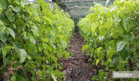 Trồng cây “đếm lá tính tiền”, nông dân Nghệ An thu bạc triệu dịp cận Tết