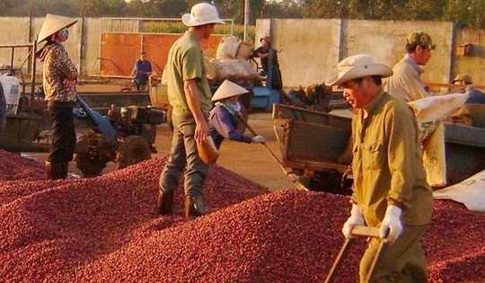Giá cà phê tuần qua tăng cao, cả nước thu về 433 triệu USD từ xuất khẩu