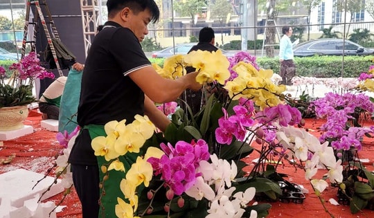 VIDEO: Lan hồ điệp tiền triệu tràn xuống vỉa hè Hà Nội