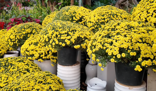 Giá cúc mâm xôi Tết có rẻ khi nhiều nơi kêu “giải cứu”?