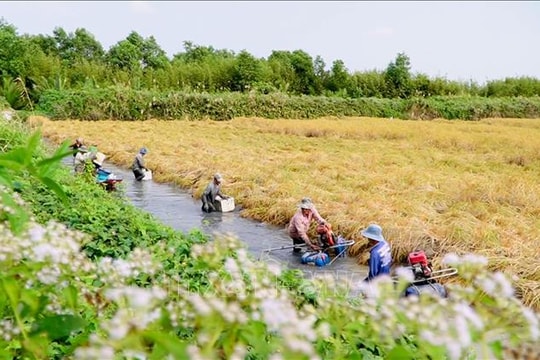 Nông dân trúng đậm vụ lúa trên đất nuôi tôm