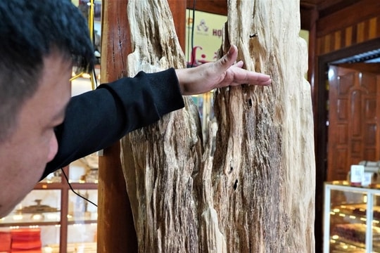 Khúc gỗ trăm tuổi dài 2m, được trả giá hơn nửa tỷ đồng