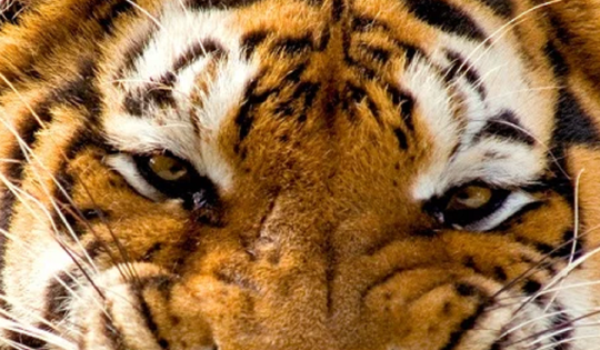 Ôm hổ chụp ảnh, người đàn ông bị hổ vồ, diễn biến sau đó khiến ai cũng "sốc"