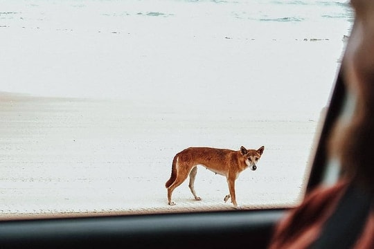 Tiêu hủy đàn chó cắn chết nữ du khách ở Australia