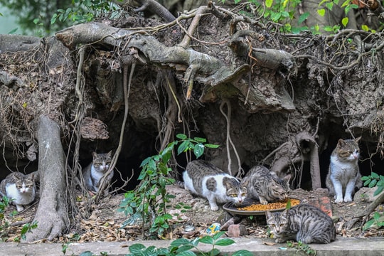 Đảo mèo giữa lòng Hà Nội