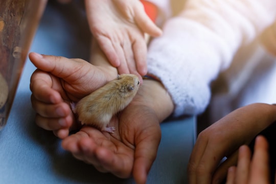 Bị thú cưng cắn khi giấu gia đình nuôi lén