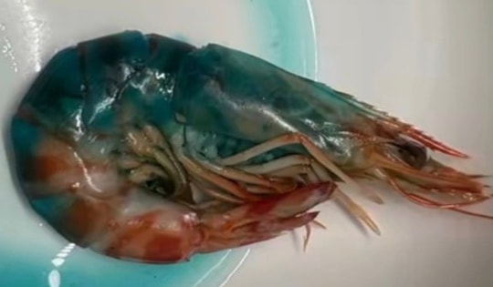 Tôm nấu chín chuyển sang màu xanh, bà nội trợ sợ hãi không dám ăn