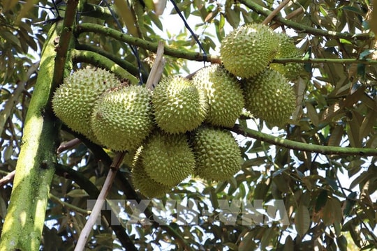 Giá sầu riêng ở Đồng Tháp tăng trở lại