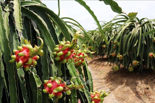 Thanh long được giá ngày cận Tết