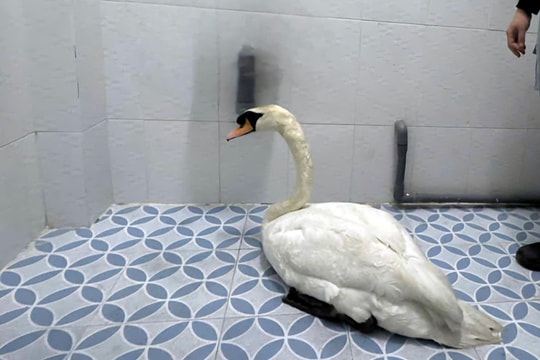 Xuyên đêm truy tìm, giải cứu cá thể thiên nga bị trộm tại Thảo Cầm viên Sài Gòn