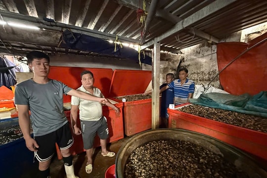 TP Hồ Chí Minh: Triệt phá đường dây ngâm thịt ốc bươu bằng ‘thủy tinh lỏng’