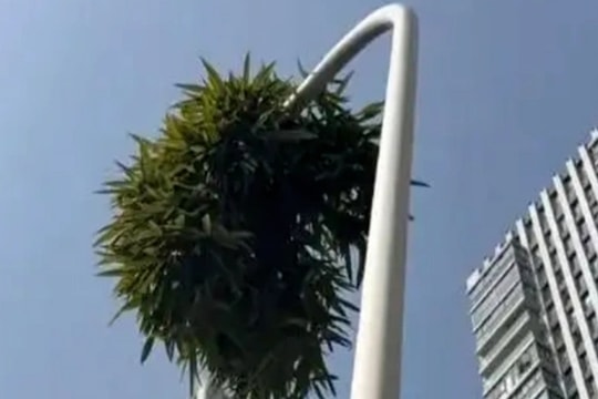 Cây tre mọc xuyên qua cột đèn cao 6m ở Trung Quốc vẫn đâm chồi lá xanh tốt