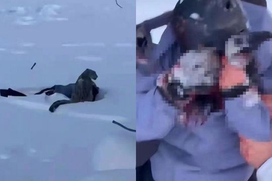 Tiếp cận báo tuyết để chụp ảnh, du khách bị tấn công ở Trung Quốc