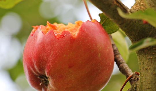 Cảnh báo y tế: Virus Nipah có thể lây qua thực phẩm, cần gọt vỏ trái cây trước khi ăn