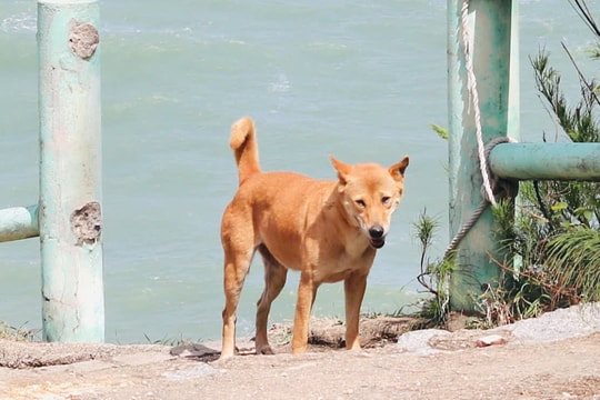 Chú chó vàng dẫn đường cho khách du lịch ở Phú Yên