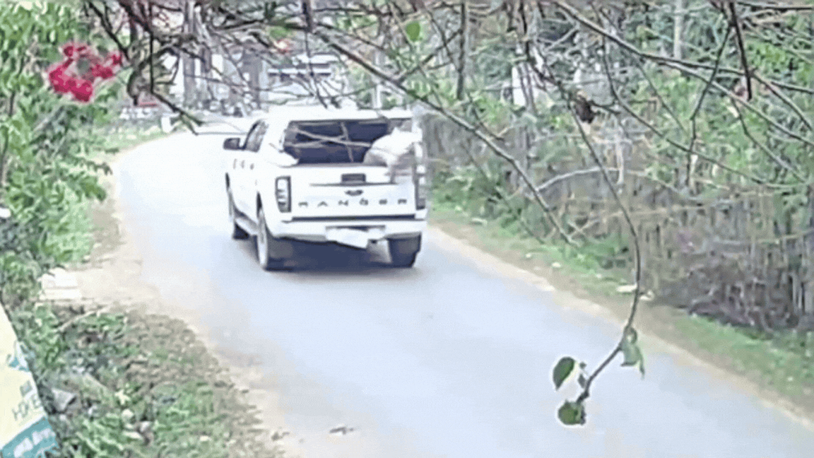 'Nhặt được' con lợn Tết 100 kg rơi giữa đường