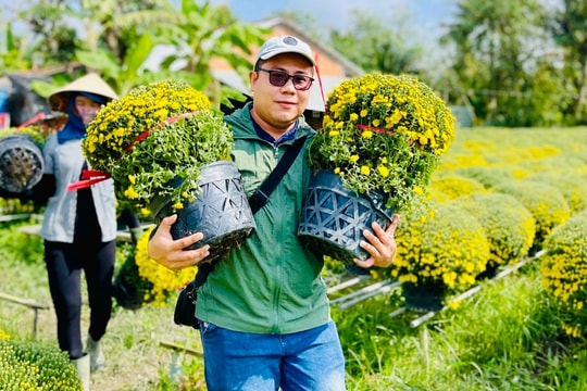 Người dân rủ nhau 'giải cứu' cúc mâm xôi nở sớm