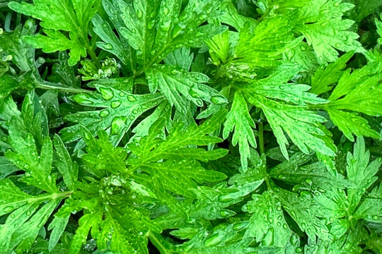 Có nên đắp lá ngải cứu hơ nóng lên vết chó cắn?