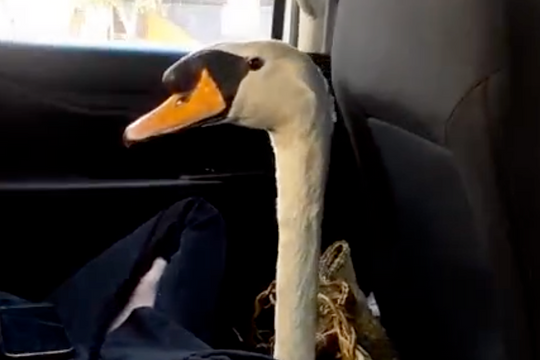 Thiên nga trắng ở Thảo Cầm Viên Sài Gòn bị trộm