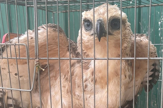 Đại bàng mắc lưới trong vườn nhà dân