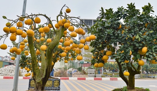 Thú chơi bưởi trụi lá hút khách ngày Tết