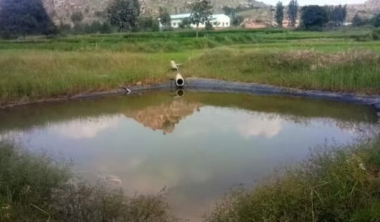 Chơi đùa trên cánh đồng, 3 đứa trẻ tử vong thương tâm