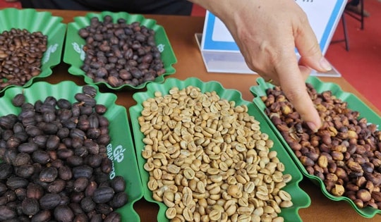 Giá cà phê hôm nay 27-1: Tăng đồng loạt, “ông trùm cà phê” lý giải