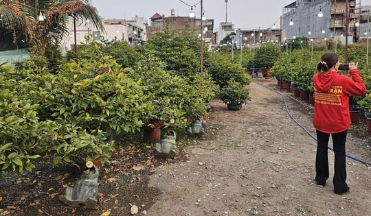 Mai Tết tràn ngập tuyến đường Phạm Văn Đồng đầu tháng Chạp