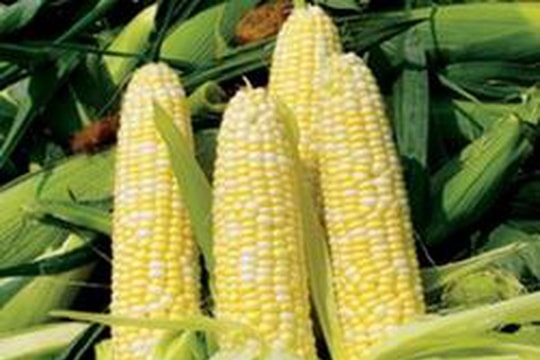 Điều kiện sinh vật biến đổi gen được sử dụng làm thực phẩm, thức ăn chăn nuôi