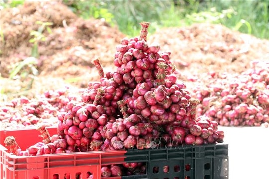 'Thủ phủ' hành tím Vĩnh Châu đột phá từ giống mới