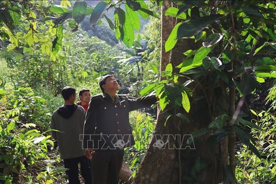 Mở rộng chính sách đầu tư bảo vệ rừng đặc dụng