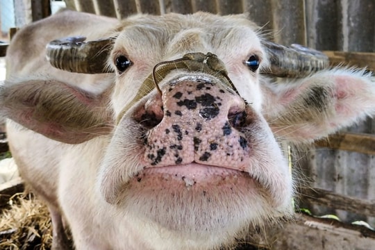 Trâu hồng lạ mắt mang lại cơ nghiệp sung túc cho chủ nuôi